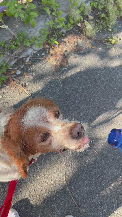 Guinzaglio Multifunzione Cane 5 in 1 con Borraccia, Ciotola e Porta Sacchetti – Accessori per Passeggiate Cani
