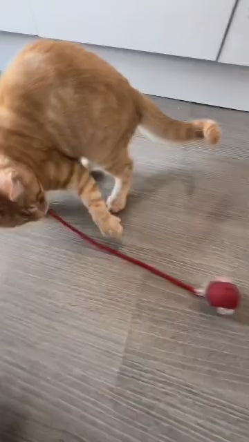 🐾 Palla interattiva ricaricabile per gatti – Con coda  e movimento automatico